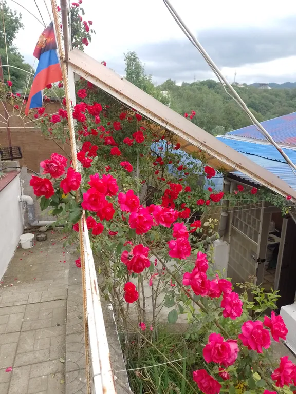 Коттедж Апартаменты с видом на море — Сочи