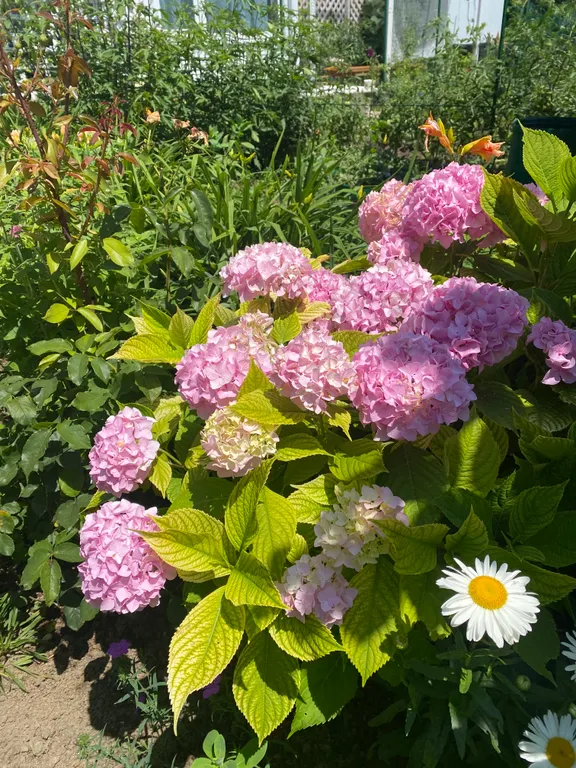 Тихий домик в цветущем саду