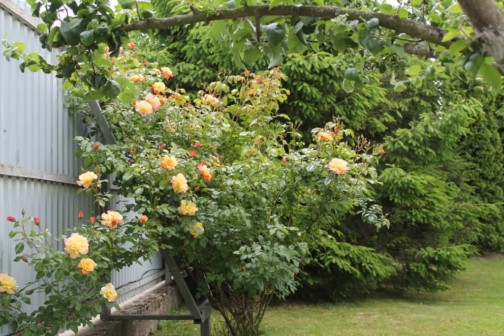 Коттедж Коттедж Лайтхаус Кот Маркиз 1Б — Зеленоградск