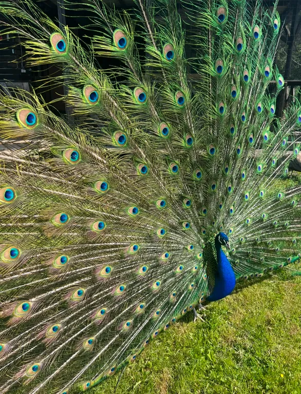 Коттедж Вилла с сауной на берегу и прямым видом на Правдинское озеро — Правдино