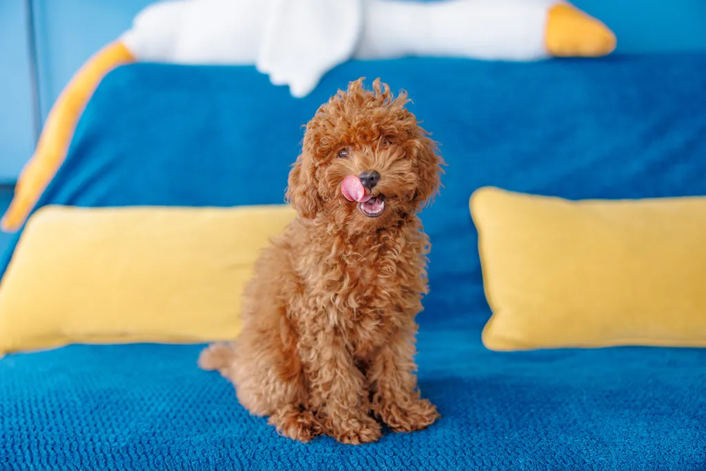 Апартамент Ольга Ларина