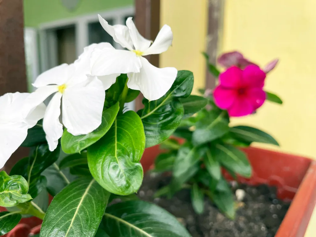 Квартира Комната — Анапа