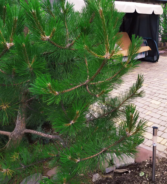 Отдельный домик для каждой семьи