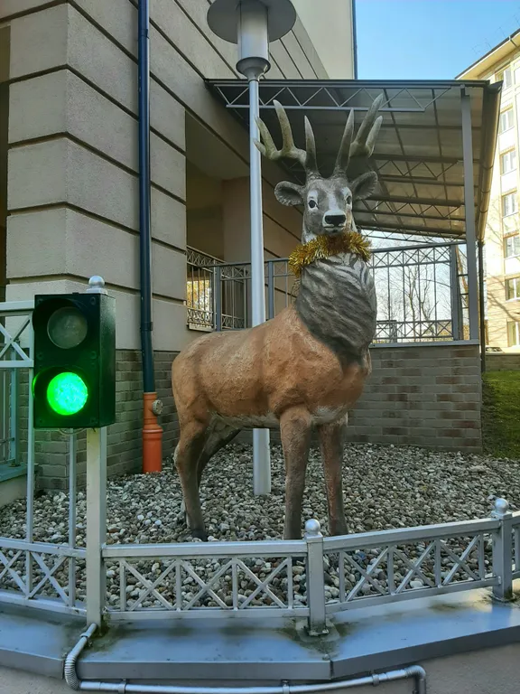 Квартира 1-комнатная Квартира — Светлогорск