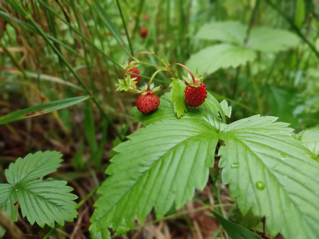 Коттедж Дизайнерский коттедж на берегу озера Волго на Селигере — Турбаза Чайка