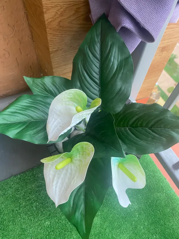 Видовая, уютная студия на первой береговой линии Море на ладони