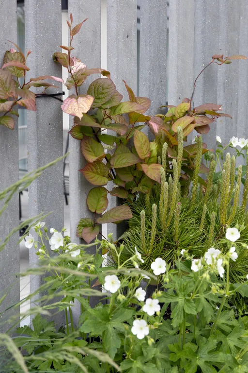 Квартира Апартаменты Malina Baden Terrace — Светлогорск