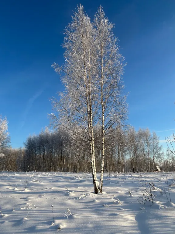 Домик рядом Сорочаны, Волен