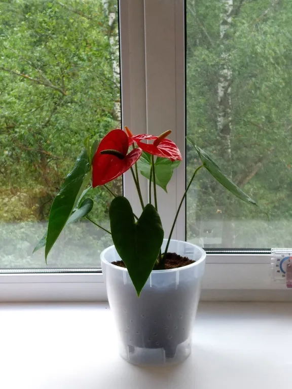 Шикарная двухкомнатная студия в центре города