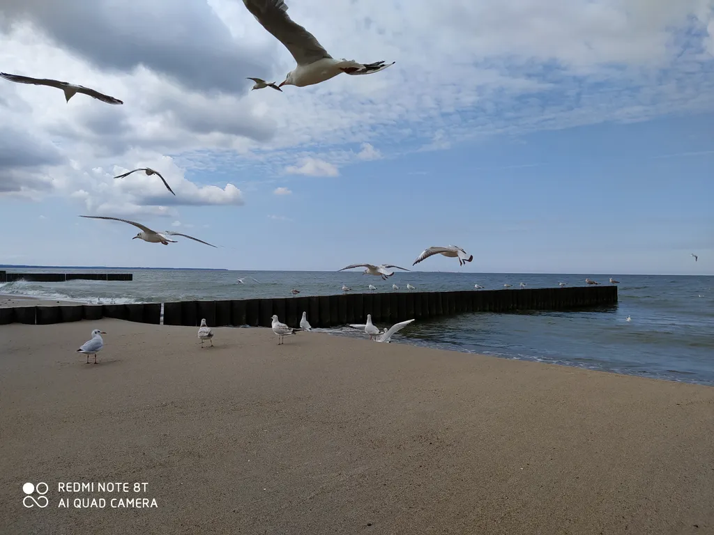 Квартира Уютная квартира с видом на лес — Светлогорск