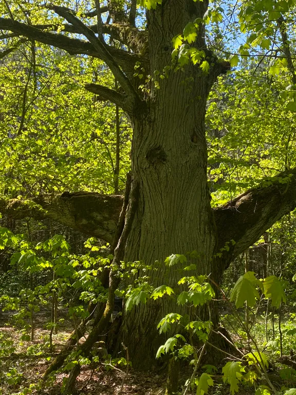 Чудесный дом в чудесном месте Беловежская пуща