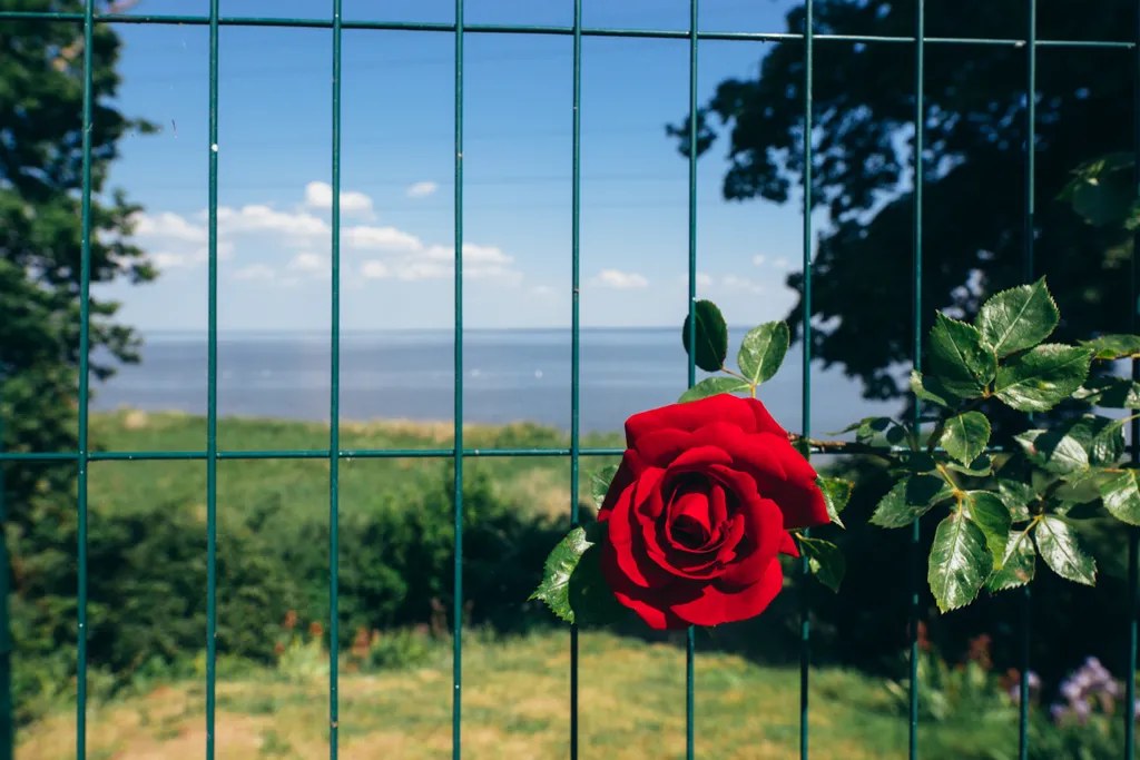 Берег мечты