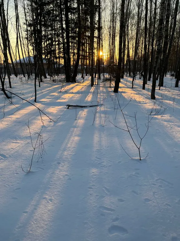 Коттедж Барнхаус с видом на лес — Захарково