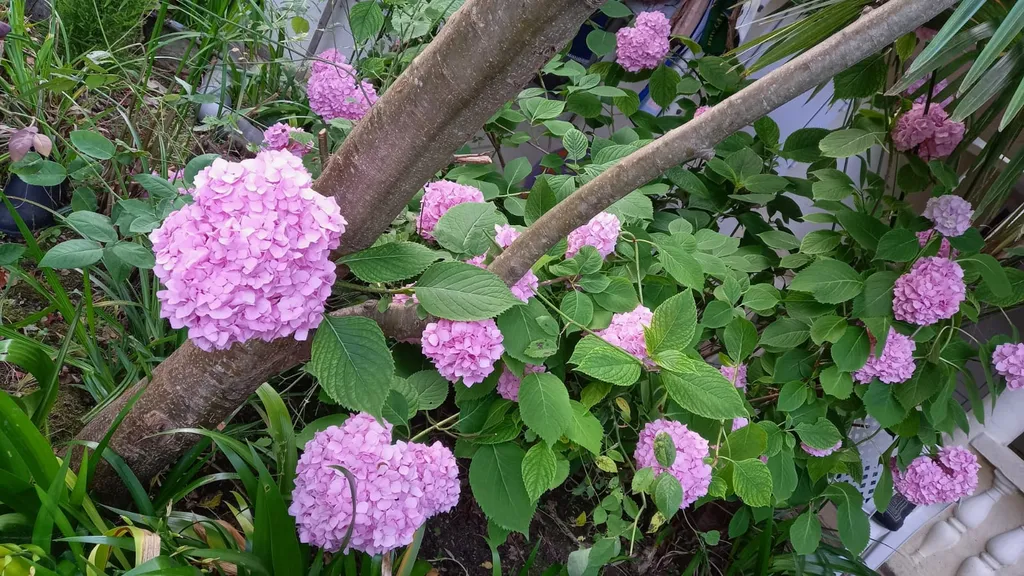 Квартира Комната люкс с удобствами в номере — Гагра