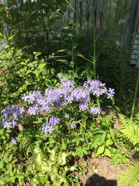 Дача бюджетная