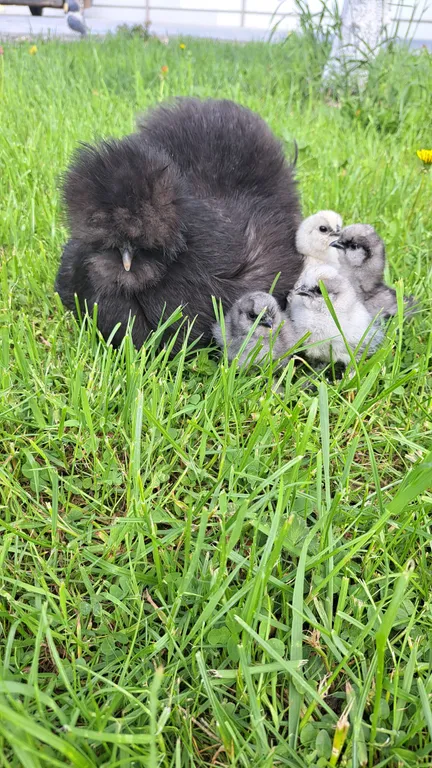 Коттедж Маленький домик — Губка