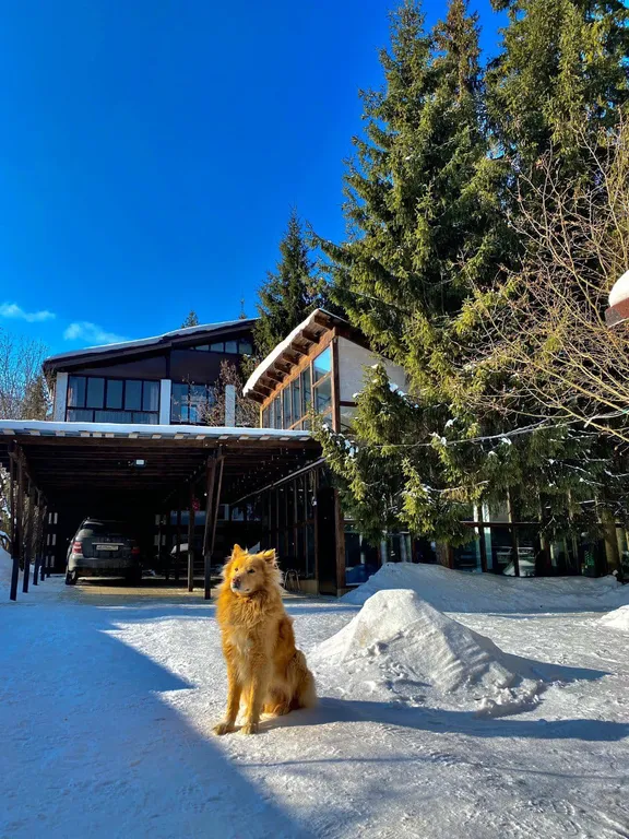 Коттедж Дом в лесу — Лупаново