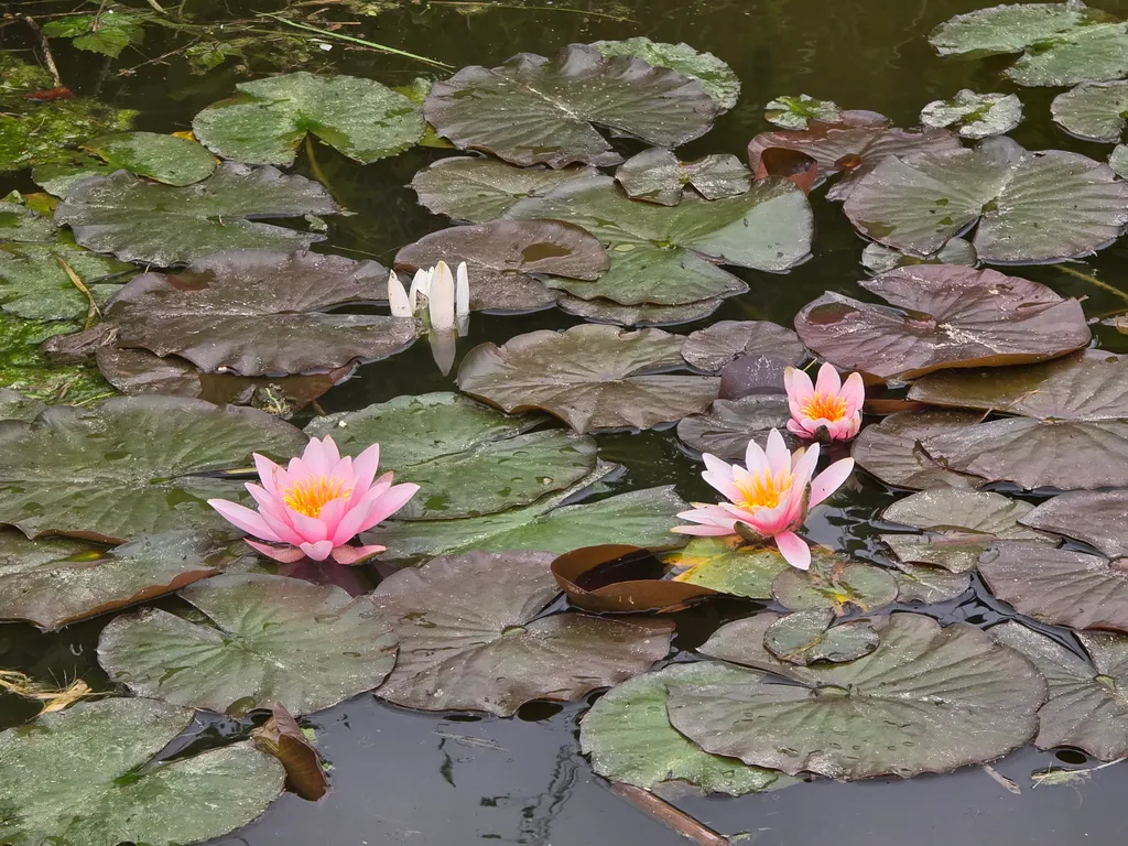 Дом у пруда