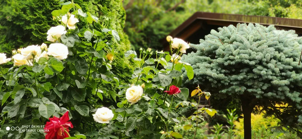 Светлая и просторная студия в чудесном саду для отдыха под шум моря