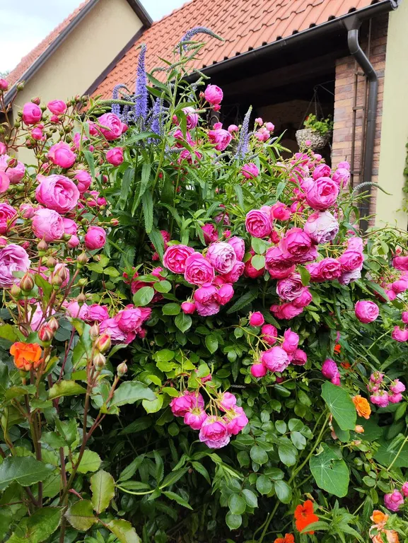 Дом для отдыха Майя возле моря