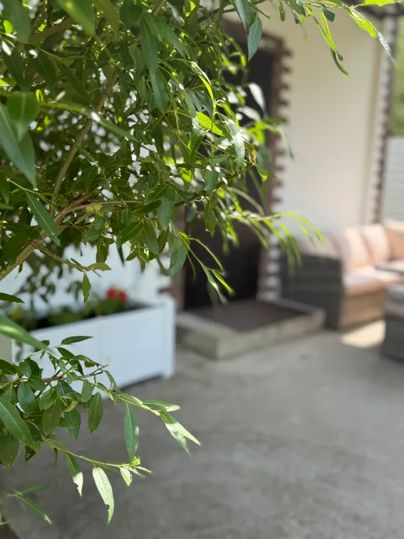 Уютный дом в соснах для семейного отдыха