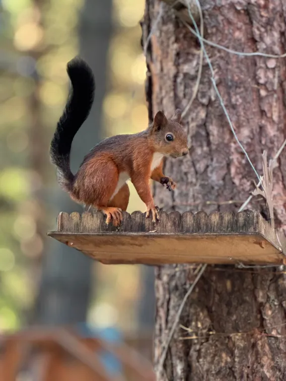 Коттедж 2-комнатный Дом — Архыз