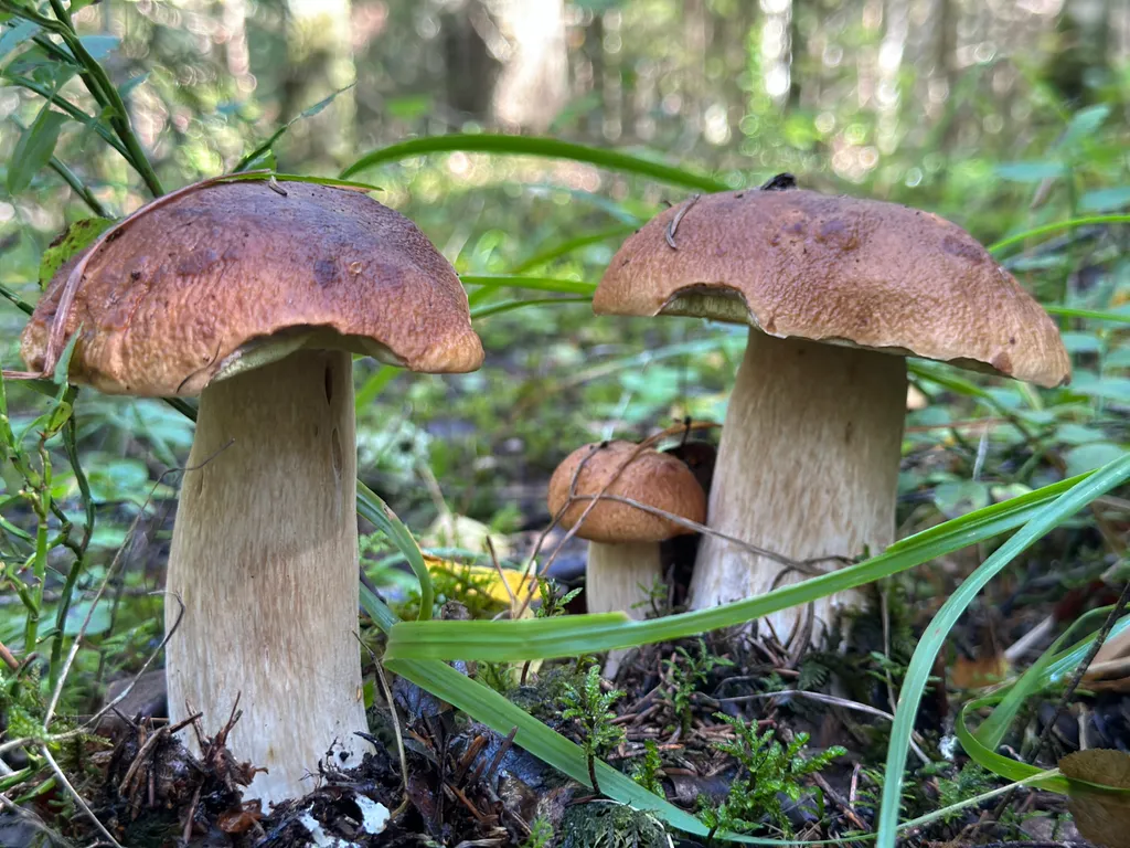 4-комнатный Дом