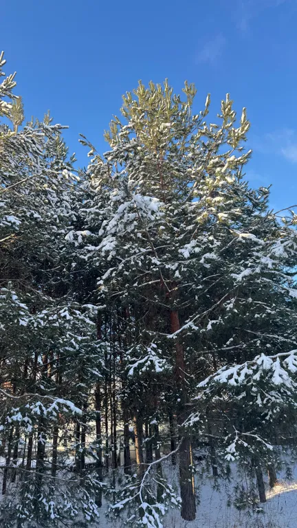 Коттедж с бассейном, баней