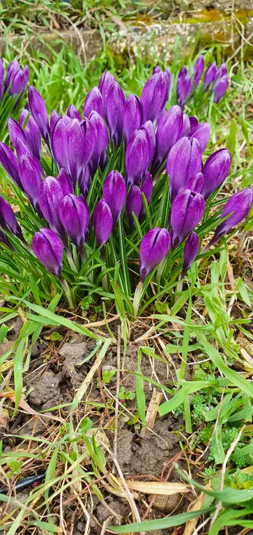 Коттедж FLIGELMUZ (Загородный Музыкальный Флигель). — Северская