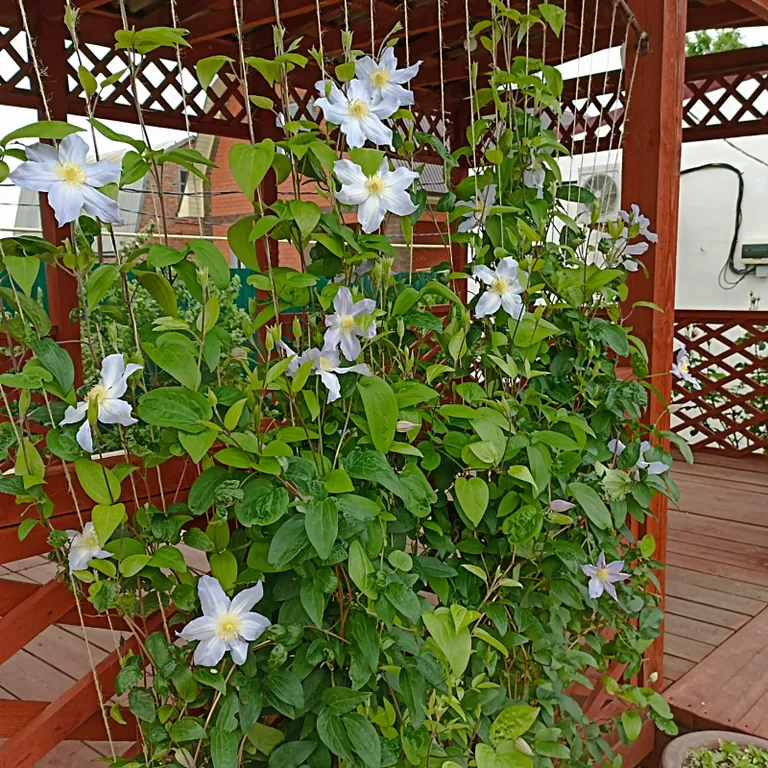 Уютный домик