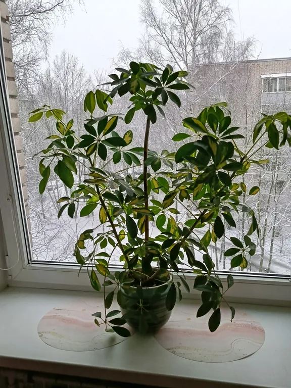 Квартира Квартира Уютная, комфортная студия в Царском селе — Пушкин