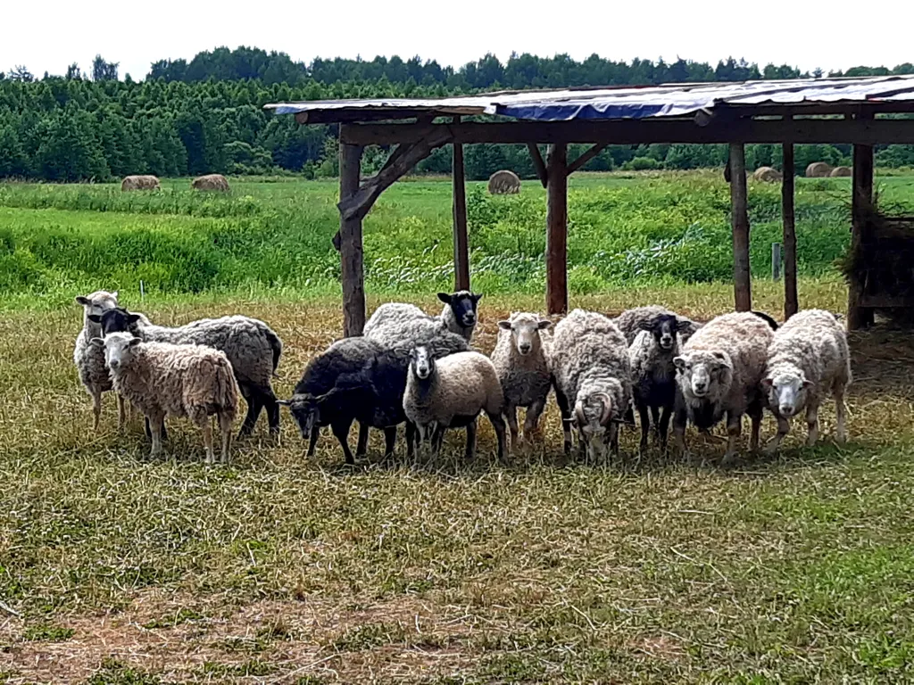 Дом в деревне