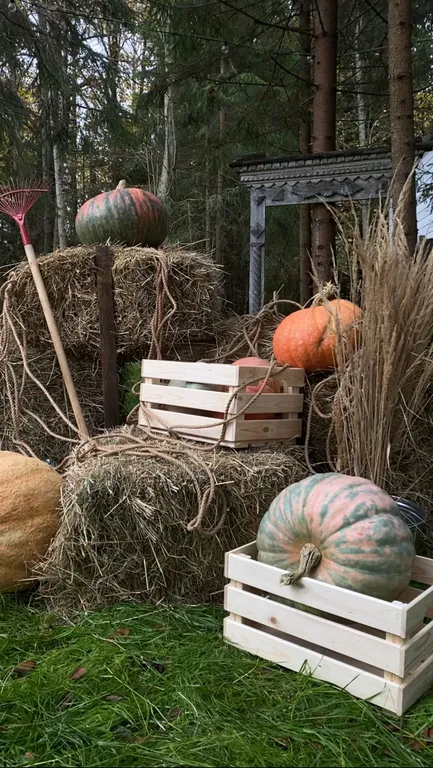 Домик в лесу в глэмпинге Сметана