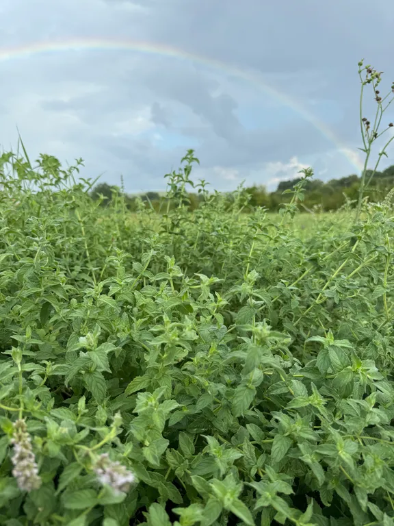 Уютный маленький домик в тишине+кальян в подарок, с вас угли и табак