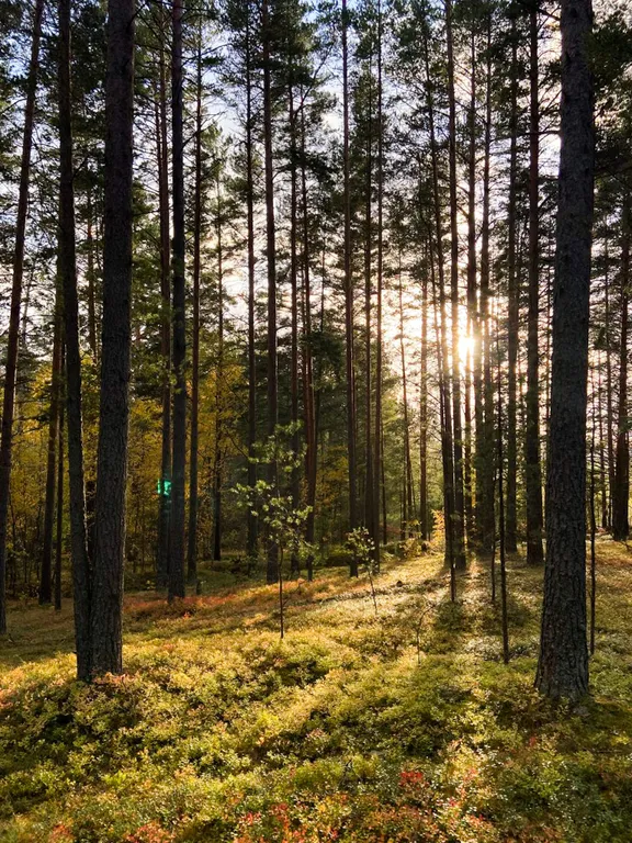 Домик с панорамным окном рядом с озером и видом на лес