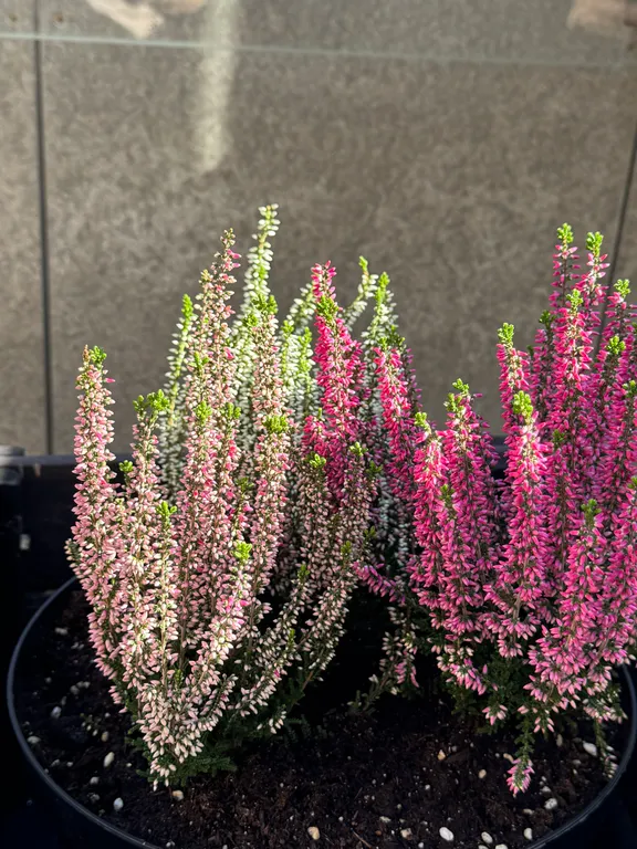 Элитный пентхаус с террасой