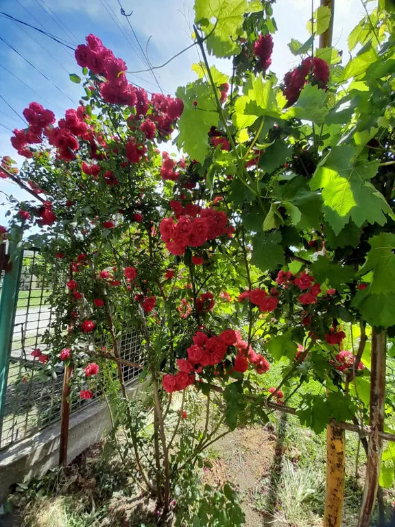 Дом в тихом пригороде не далеко от моря