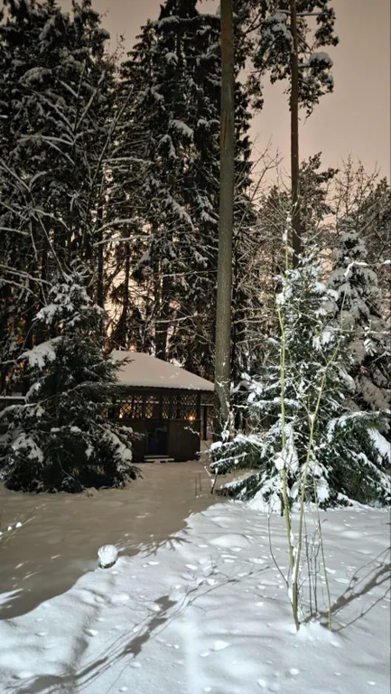 Дача/дом с сосновом лесу