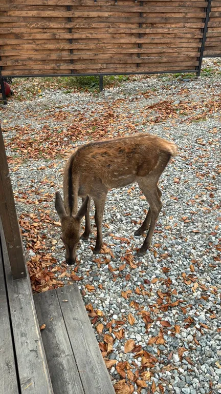Коттедж House с террасой и видом на лес — Архыз