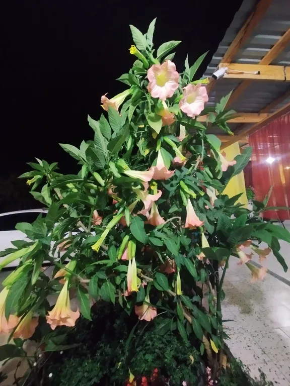 Уютный коттедж в Алахадзы