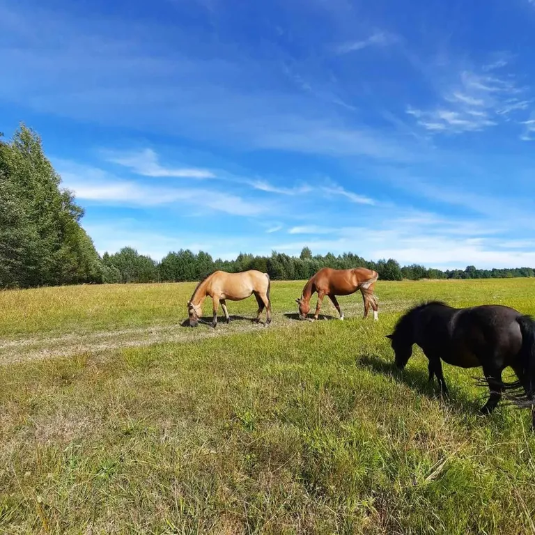 3-комнатный домик на усадьбе Радюши