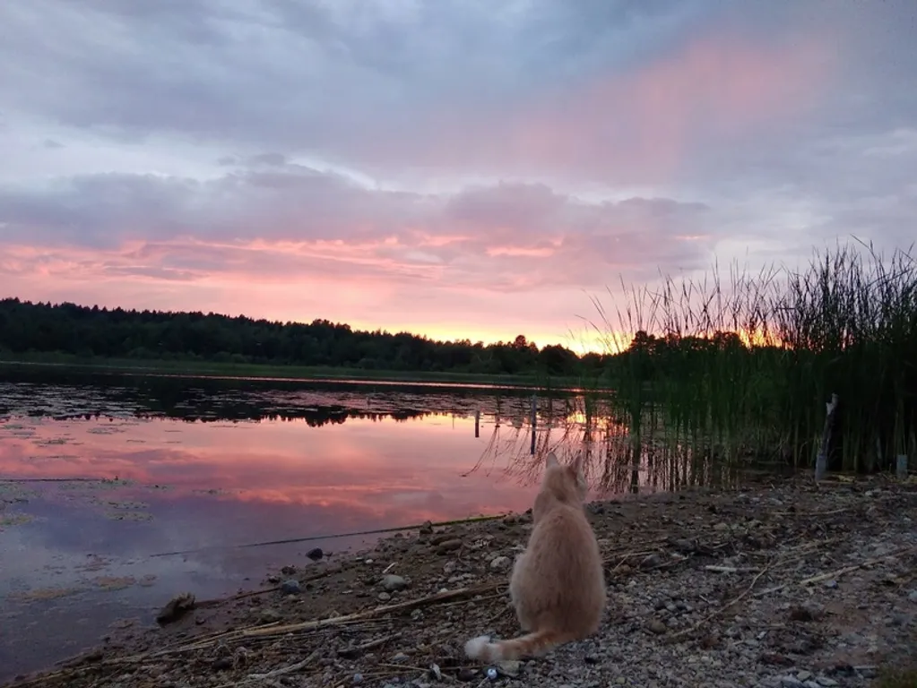 Коттедж Домик у леса, баня, озеро — Домкино