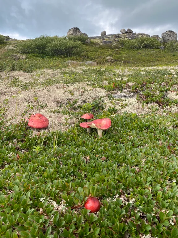 Мини дом для путешественников