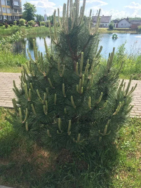 Апартаменты четыре сезона