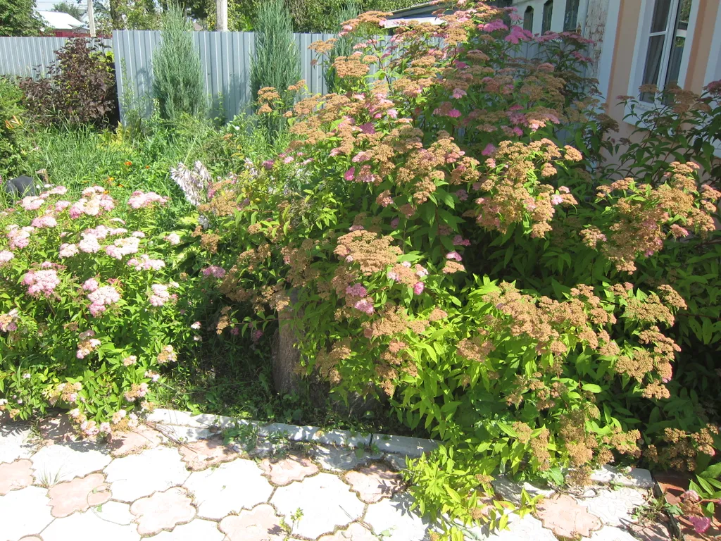 Гостевой домик студия