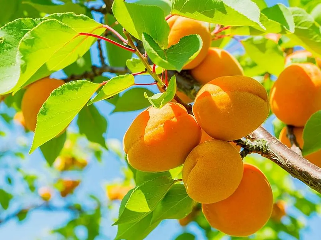 Коттедж Вилла Абрикос — аренда посуточно в Даховская