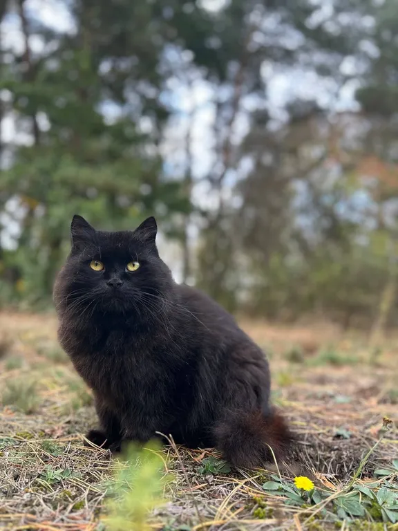 Шале Можжевеловое