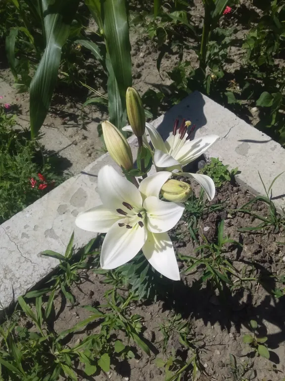 Дружба народов