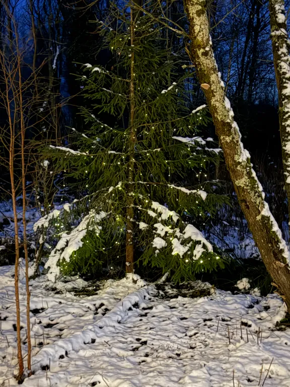 Просторный дом с видом на настоящий лес