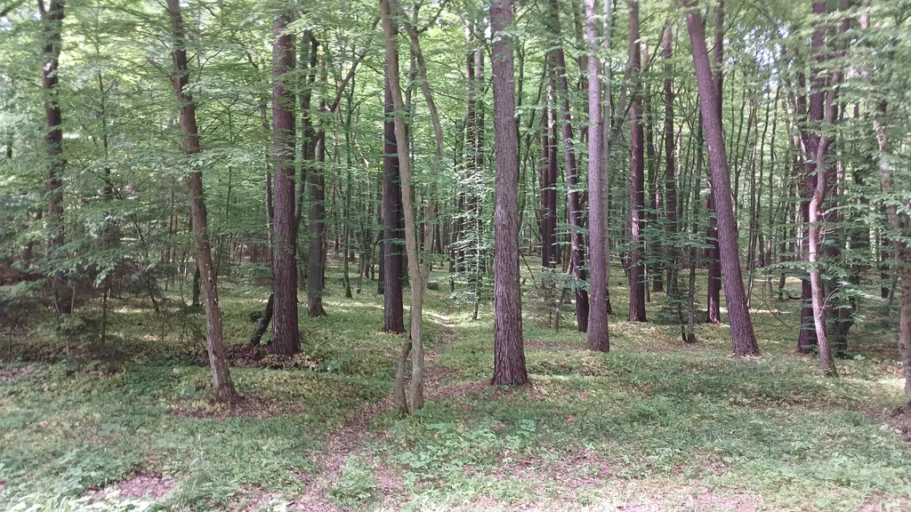 Квартира Супер-апартаменты Морской бриз на 1 линии у моря в сосновом бору — Светлогорск